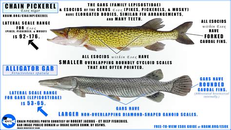 ChainPickerel — Koaw Nature