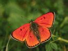 Butterfly Wallpapers. Images and animals Butterfly pictures (621)