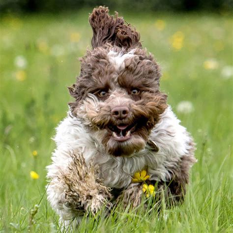 Photographer Captures Hilarious Expressions Pulled by Dogs as They Go For a Run