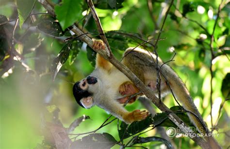 Bolivia Wildlife – Ramdas Iyer Photography