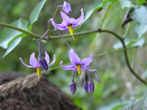 Solanum dulcamara L. | Plants of the World Online | Kew Science