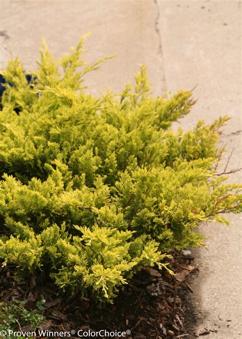 Good Vibrations® Gold - Juniperus horizontalis | Proven Winners