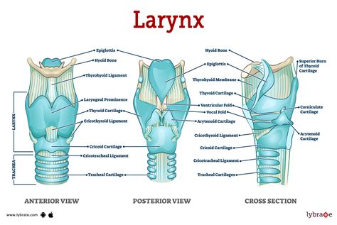 Larynx (Human Anatomy): Picture, Functions, Diseases, and Treatments