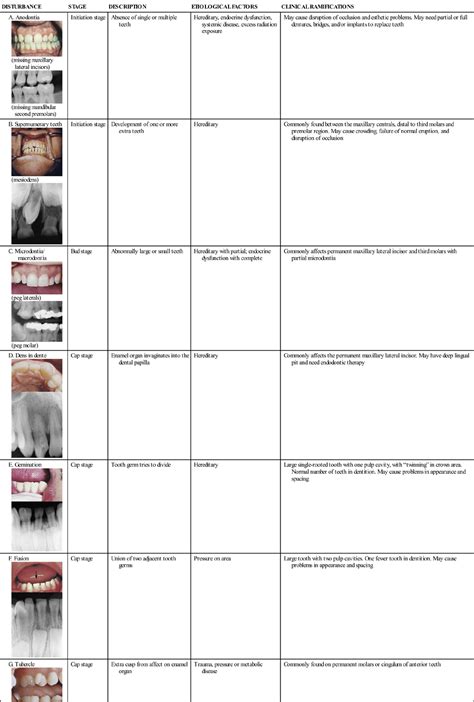 6. Tooth Development and Eruption | Pocket Dentistry