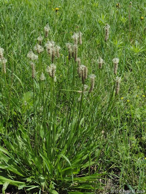 Plantago lanceolata (English Plantain): Minnesota Wildflowers