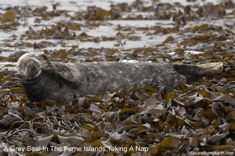 Farne Islands diving with seals (Best place in the UK to scuba dive)