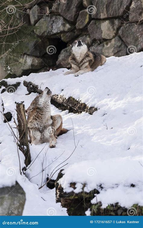 Wolf Laying in the Snow, Wolf Close Up Wildlife Photography Stock Image - Image of close, lovely ...