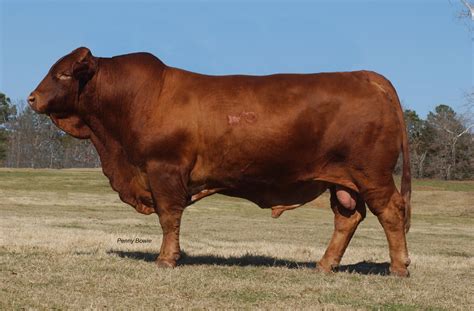 Raza Beefmaster carne y buen peso al destete, todo lo que debes saber : Conoce tu Mascota