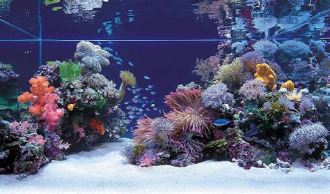 Aquarium Water Sources - The Best Water for Aquarium