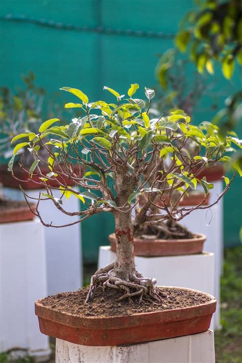 Fig Tree Bonsai stock image. Image of decorative, dwarf - 50074083