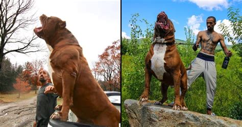 What Breed Pitbull Is Hulk? Unveiling The Mighty Canines Lineage