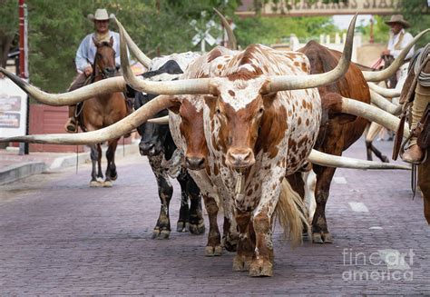 Fort Worth Stock Yards Cattle Drive Photograph by Bee Creek Photography - Tod and Cynthia - Fine ...