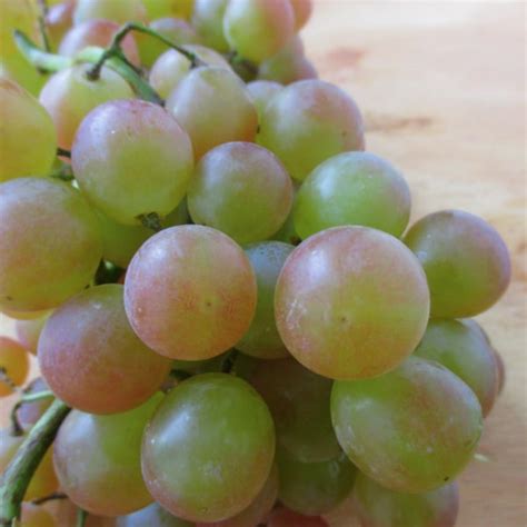 When are Muscat Grapes in Season? - Eat Like No One Else