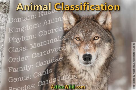 Animal Classification For Kids And Students: How We Make Sense Of The ...