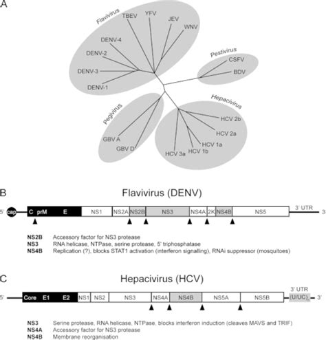 Flaviviridae phylogenetic tree and genome organisation. | Open-i