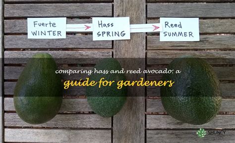 Comparing Hass And Reed Avocado: A Guide For Gardeners | ShunCy