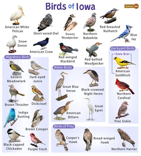 10 Surprising Facts About Birds Of Iowa