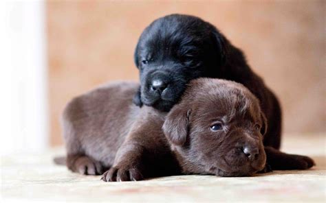 Cute Black Lab Puppies Wallpapers on WallpaperDog