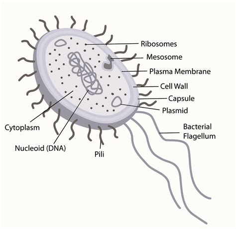 Diagram of a Prokaryotic Cell - CBSE Class Notes Online - Classnotes123