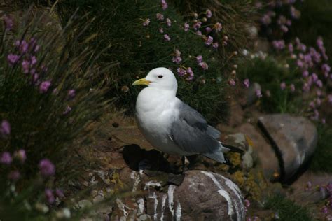 Graham's Birding Blog: Farne Islands and Scotland - 26 - 31 May