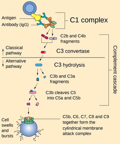 Complement Pathway Diagram | My XXX Hot Girl