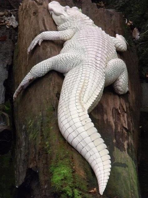 The Nicest Pictures: albino crocodile