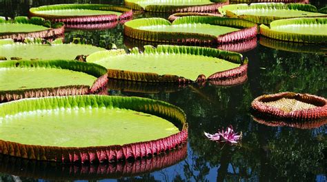 Giant Water Lily Free Photo Download | FreeImages