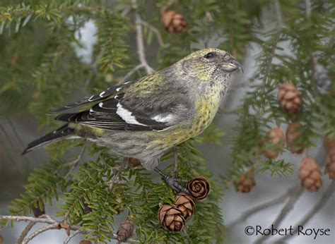 White-winged Crossbill