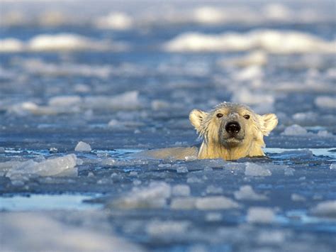 Images Of Polar Bears Swimming