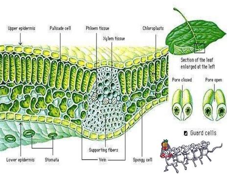 Gambar Struktur Daun Monokotil – pulp