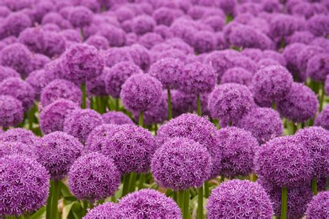 Allium Flower Is A Must On Your List For Your Next Garden » FloraQueen EN