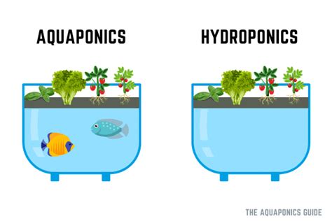 Aquaponics Garden: Are Aquaponics and Hydroponics the Same? - The ...