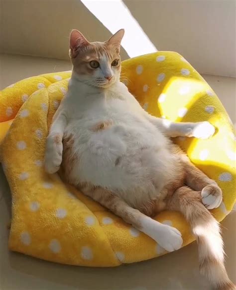 Some Cats Comfortably Sit In Hilariously Weird Positions