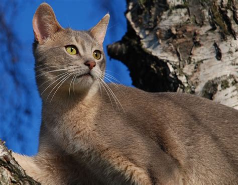 File:Blue Abyssinian Cat in Tree.Idsfa.jpg - Wikipedia