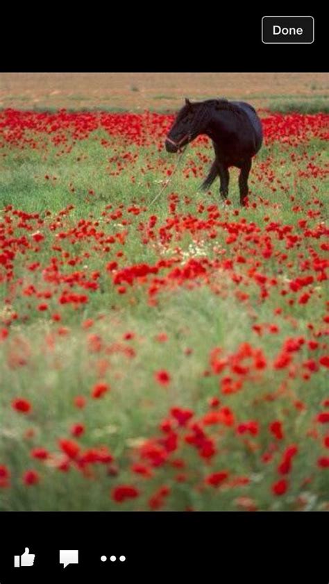 a horse is standing in the middle of a field full of red flowers and grass