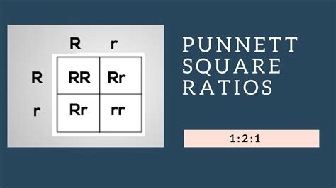 Genotypic Ratios and Phenotypic Ratios for Punnett Squares - YouTube