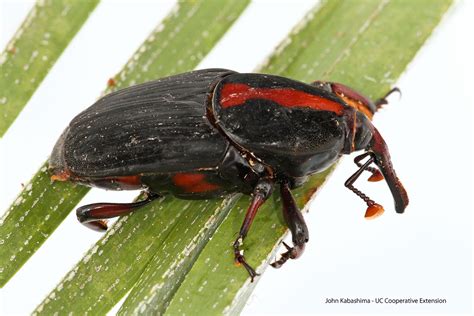 Red Palm Weevil | Center for Invasive Species Research