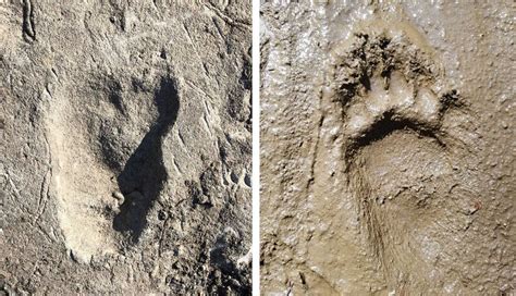 At least 2 bipedal human species lived nearly 3.7 million years ago : NPR