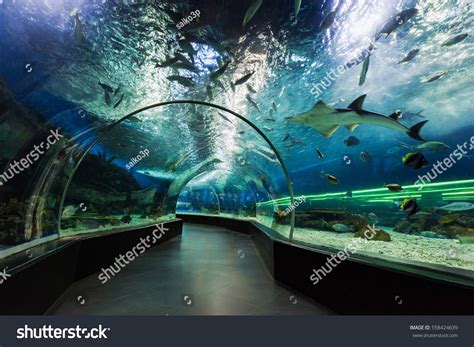 Manila Ocean Park: Over 242 Royalty-Free Licensable Stock Photos | Shutterstock