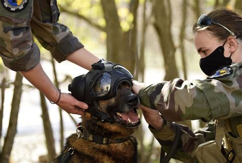 French special forces dog honored with gallantry medal by UK charity | Daily Sabah