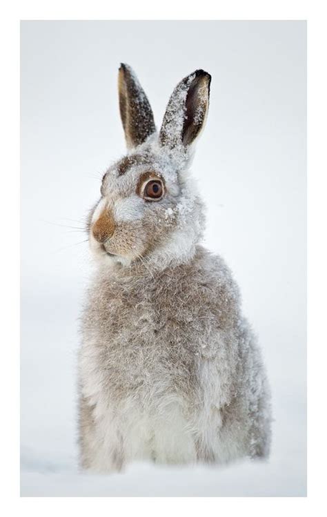 Mountain hare (Lepus timidus) standing in snow. December, Cairngorms NP Rabbit Run, Wild Rabbit ...