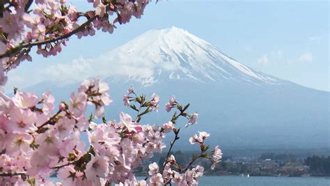 Cherry blossoms and Mt.Fuji at lake Kawaguchiko in Japan. | Japan, Lake, Beautiful spots