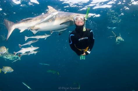 SHARK DIVING ADVENTURES (Durban) - All You Need to Know BEFORE You Go