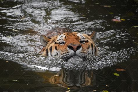 Siberian Amur Tiger Swimming In Water - Stock Photos | Motion Array