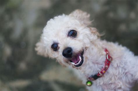 Senior Maltese-Dachshund Mix Saves Dog Brother From Coyote Attack in Harrowing Video