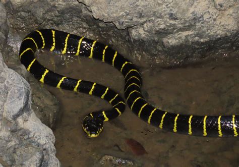 Mangrove Cat Snake (Boiga dendrophila) - Bali Wildlife