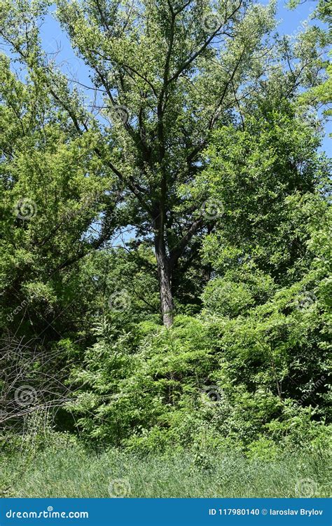 Steppe trees foliage stock photo. Image of grass, horizon - 117980140