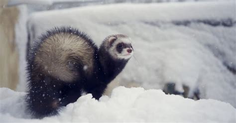 Sable Ferret - A-Z Animals