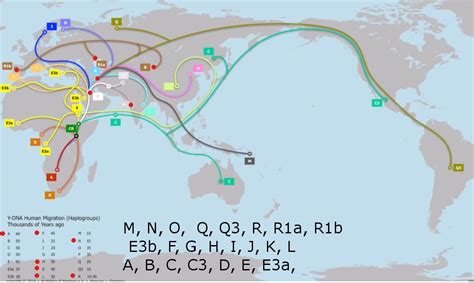 Human haplogroup migration from A - Q3 R, R1a, and R1b are among the most recent european ...