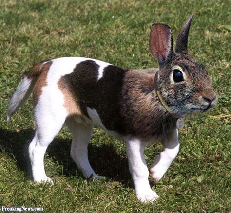 Rabbit-dog hybrid | Photoshopped animals, Animal mashups, Animal pictures